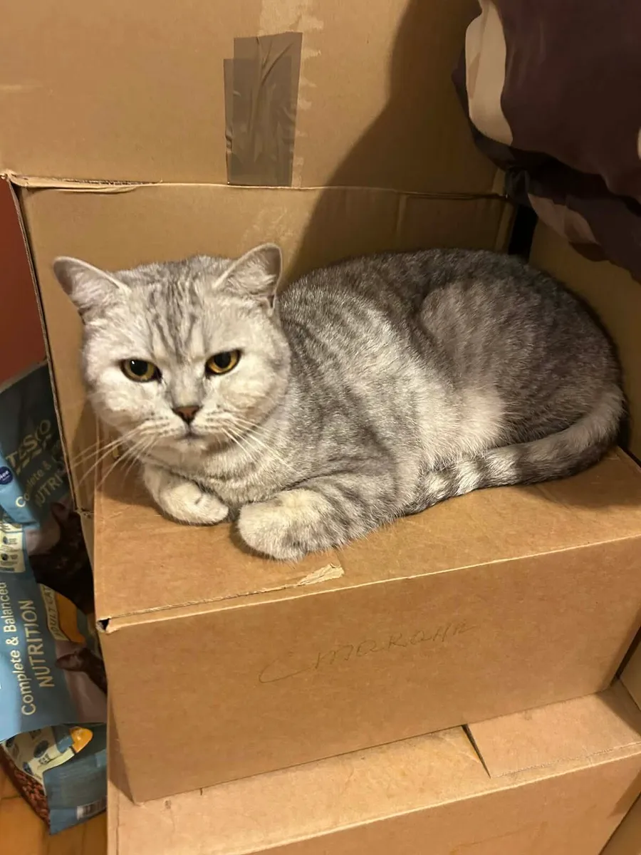 British shorthair active adult cat for sale - Image 1