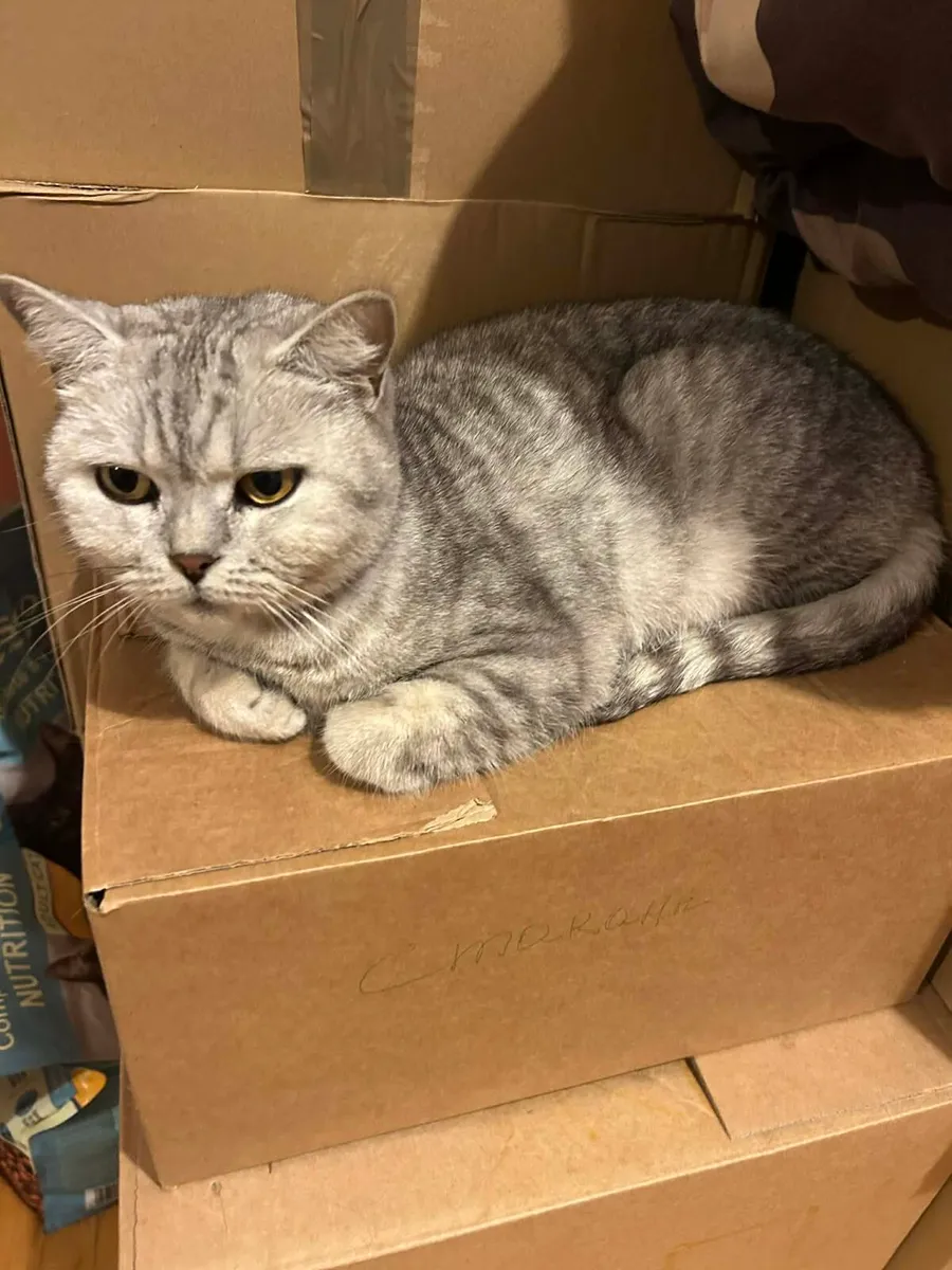 British shorthair active adult cat for sale - Image 2