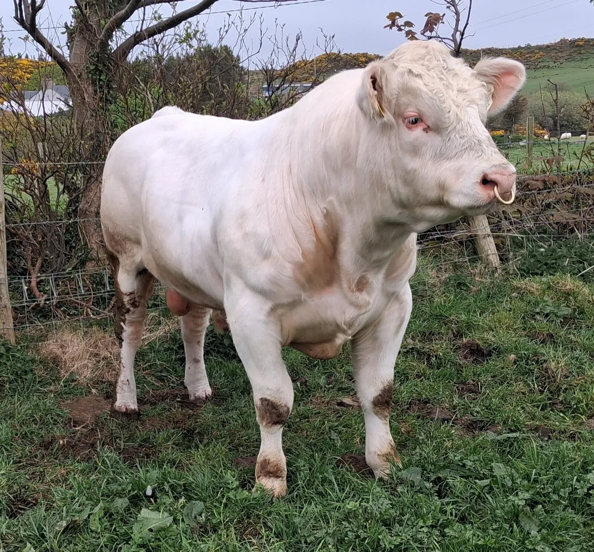 PBR CHAROLAIS BULLS - Image 2