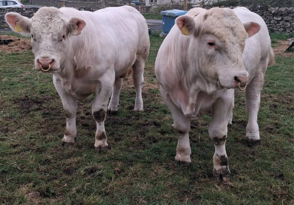 PBR CHAROLAIS BULLS - Image 3
