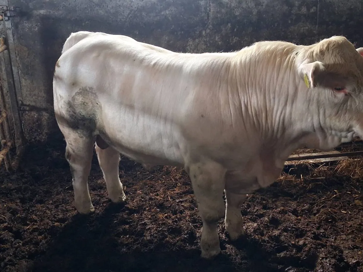 PBR CHAROLAIS BULLS - Image 4