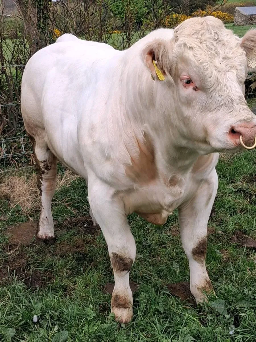 PBR CHAROLAIS BULLS - Image 1