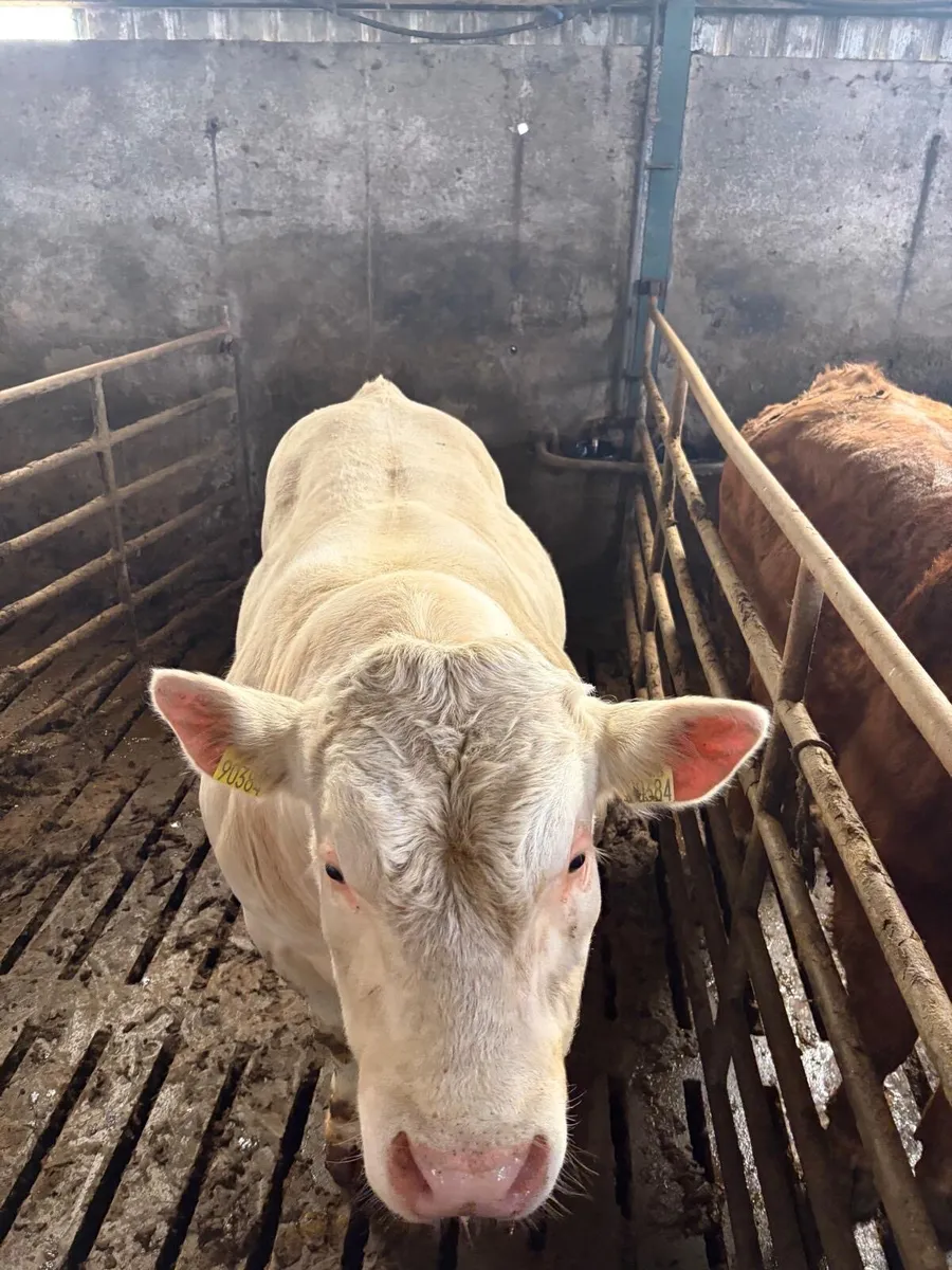 Charolais bulls - Image 2