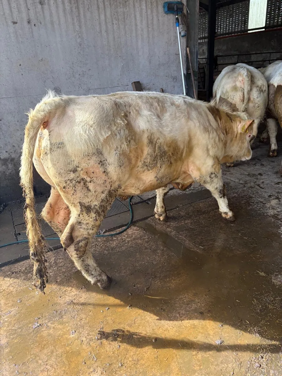 Charolais bulls - Image 3