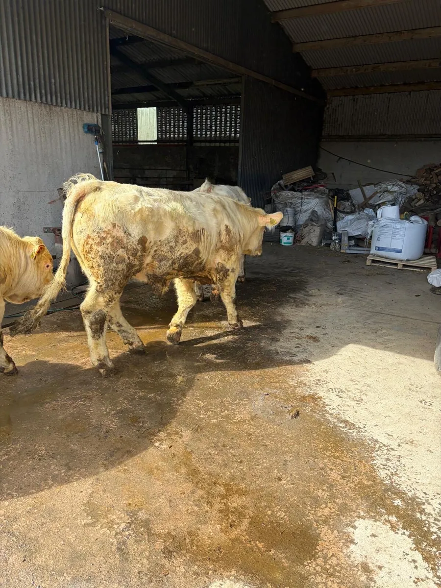 Charolais bulls - Image 4