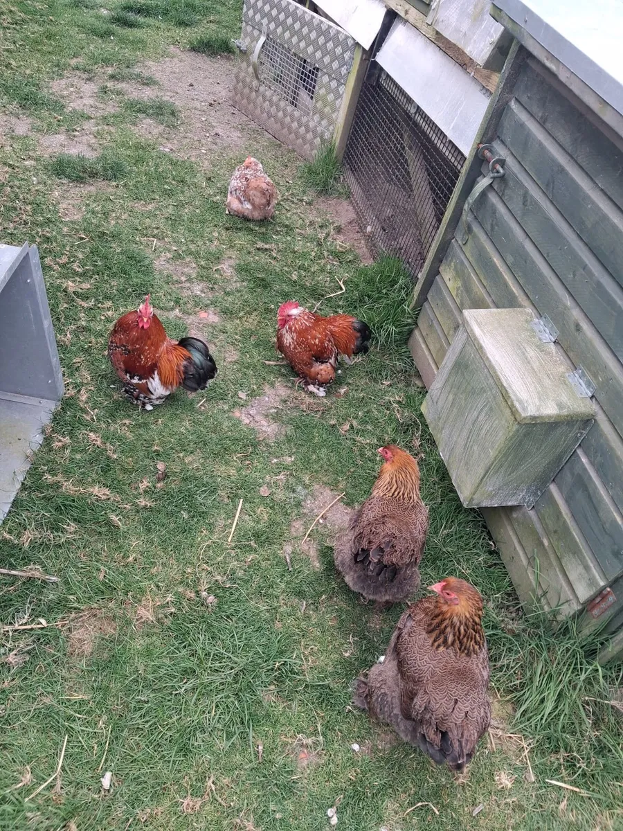 Chickens - Image 1