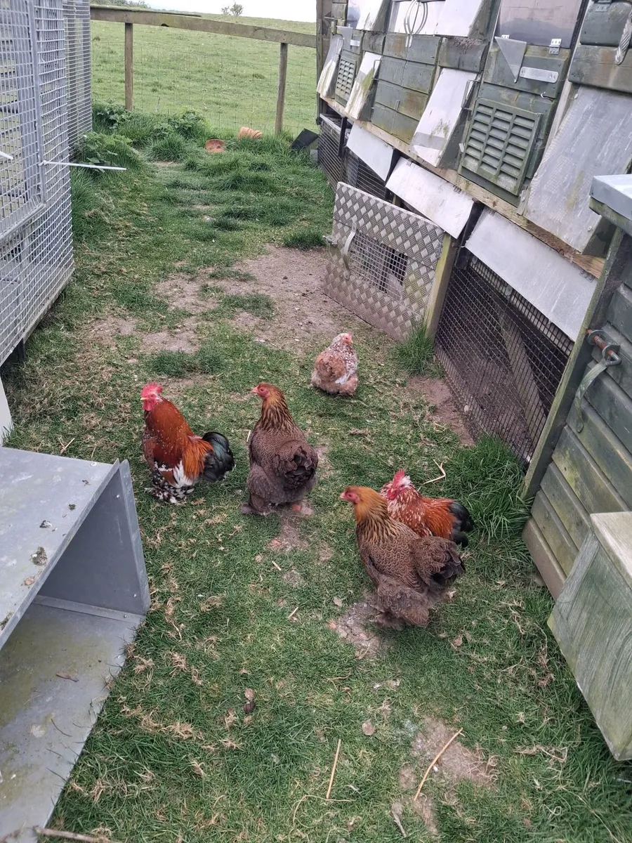 Chickens - Image 2
