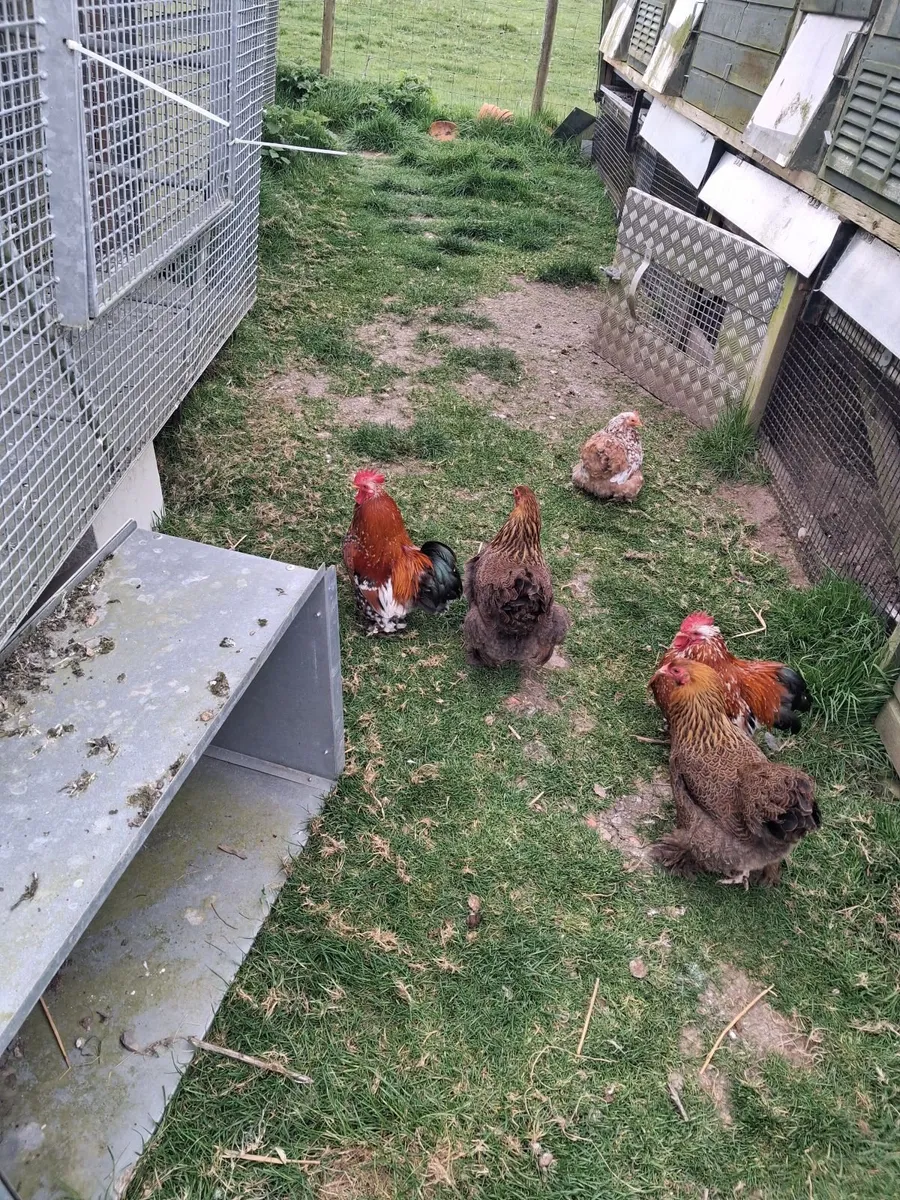 Chickens - Image 3