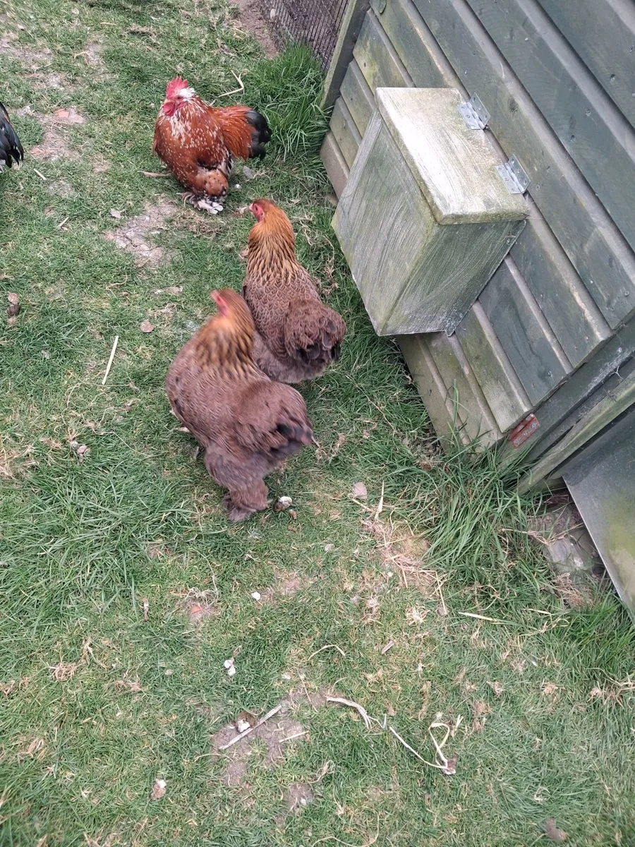 Chickens - Image 4
