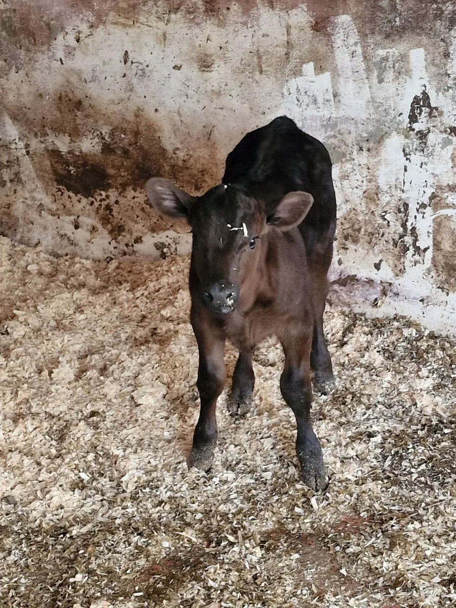 Cow and calf - Image 1