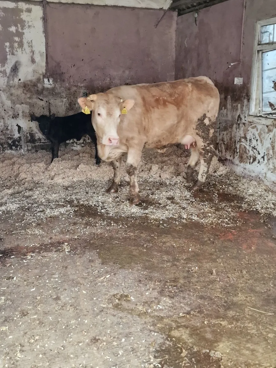Cow and calf - Image 2