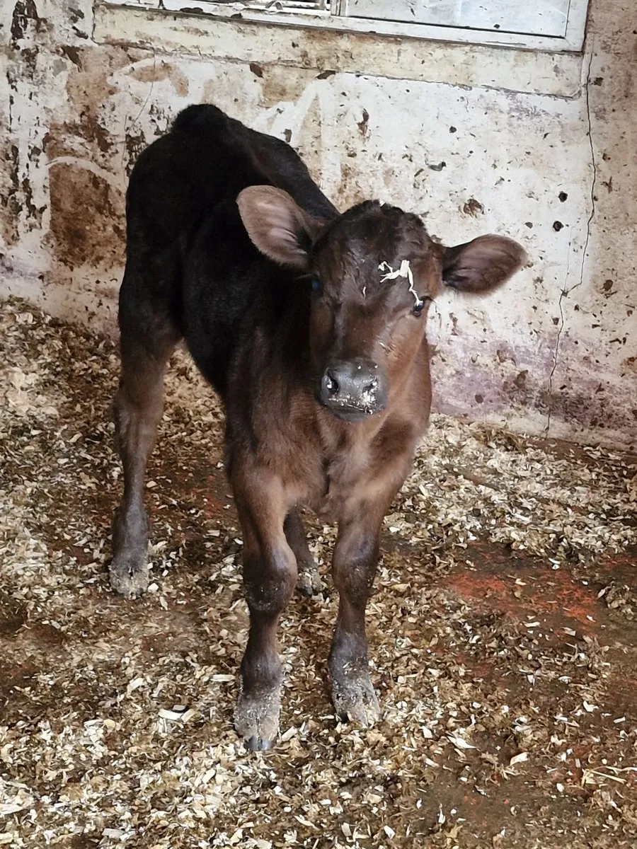 Cow and calf - Image 4