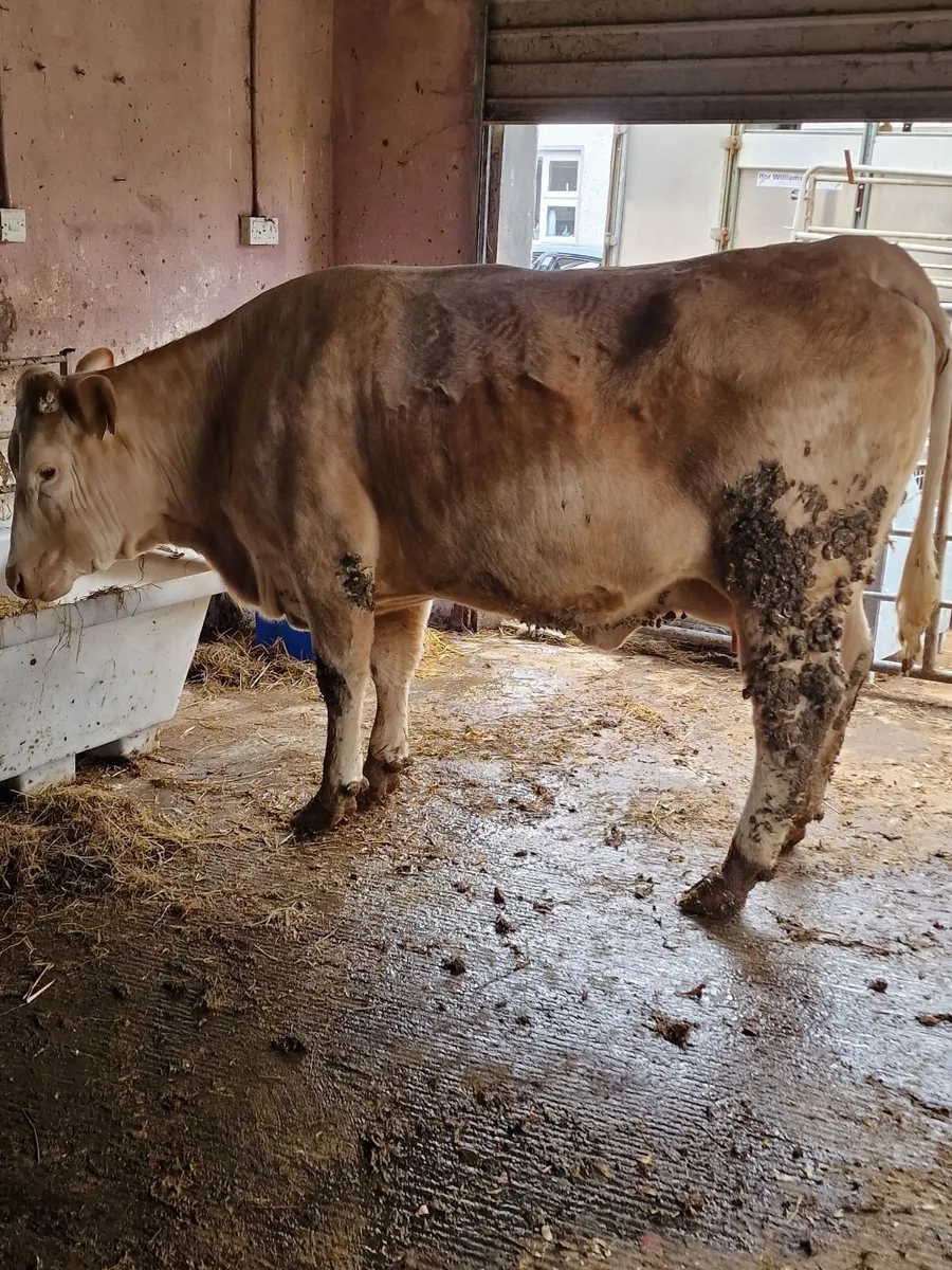 Cow and calf - Image 3