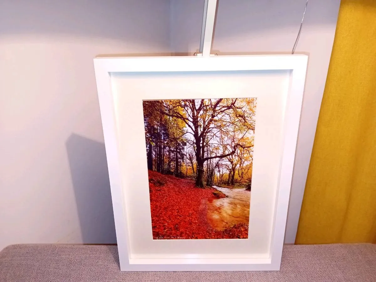 Curragh Woods - Image 4