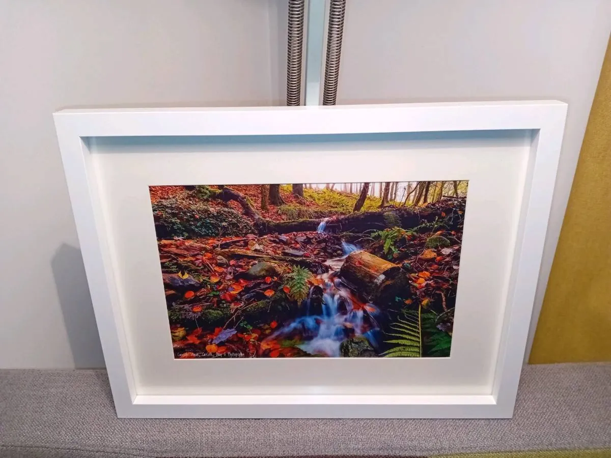 Curragh Woods - Image 3