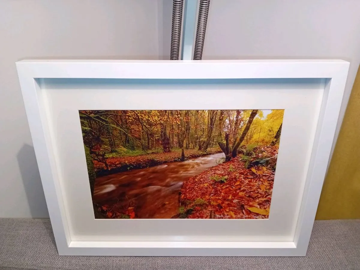 Curragh Woods - Image 2