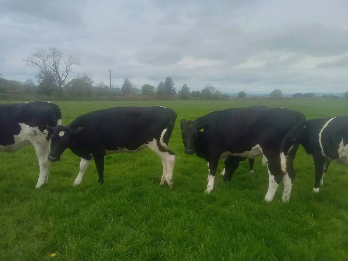 British Fr Maiden Hfrs - Image 3