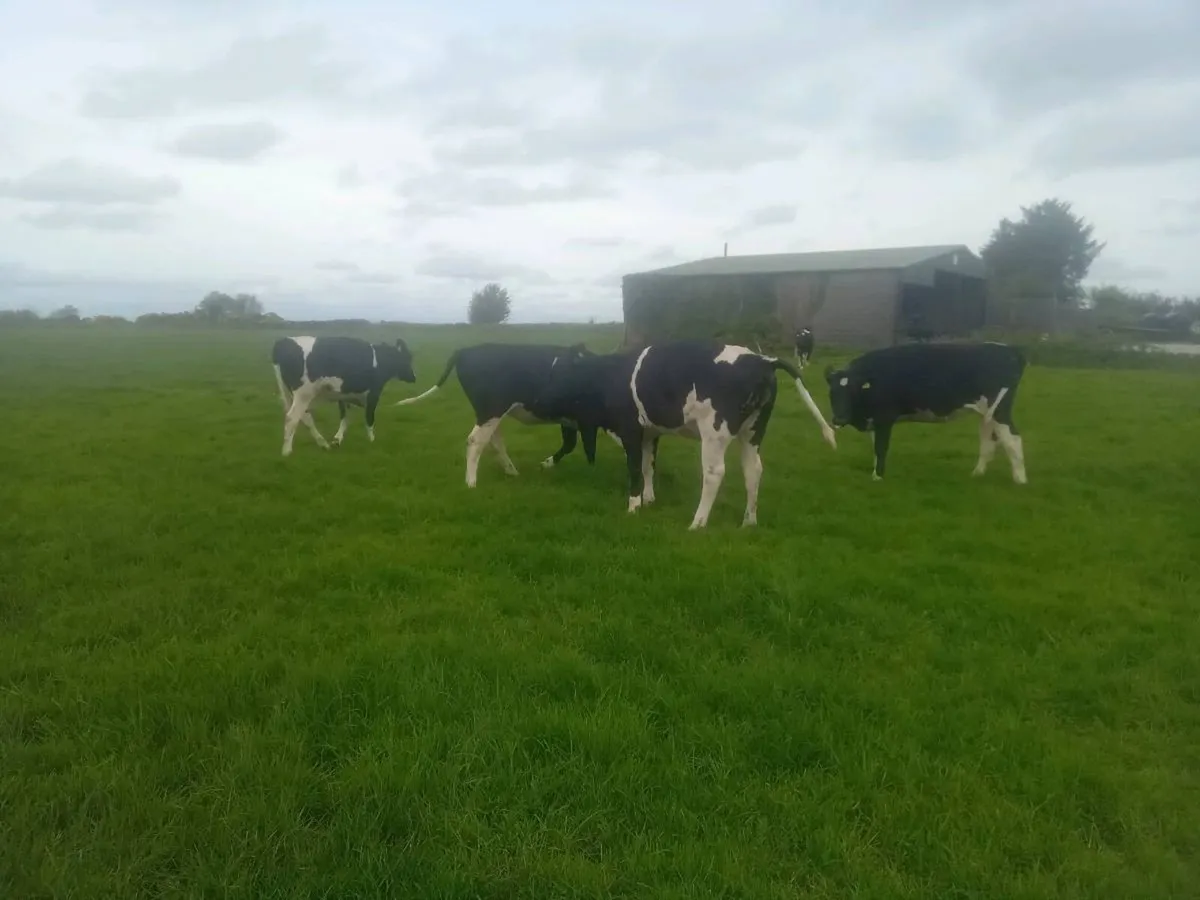 British Fr Maiden Hfrs - Image 1