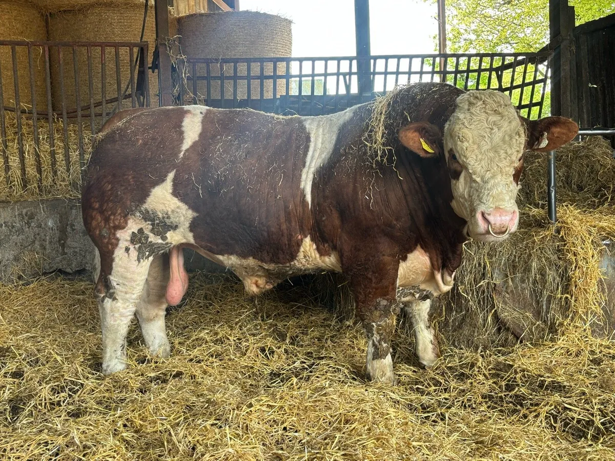 🔴 🏆 Exceptional Simmental bull🏆🔴 - Image 1
