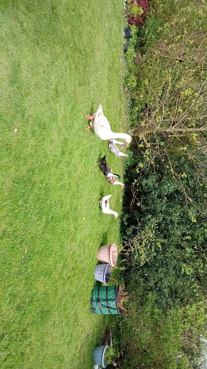 roosters and drakes - Image 2