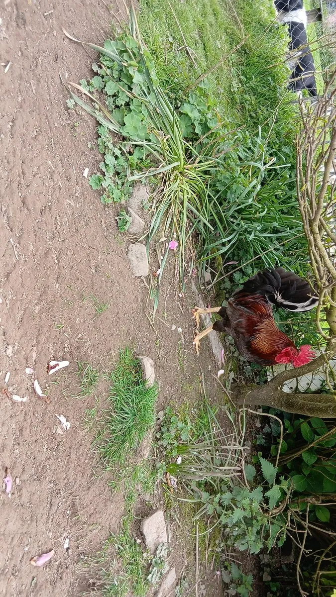 roosters and drakes - Image 3