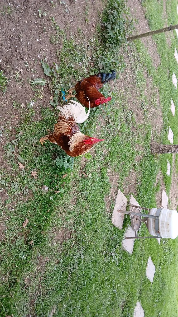 roosters and drakes - Image 1