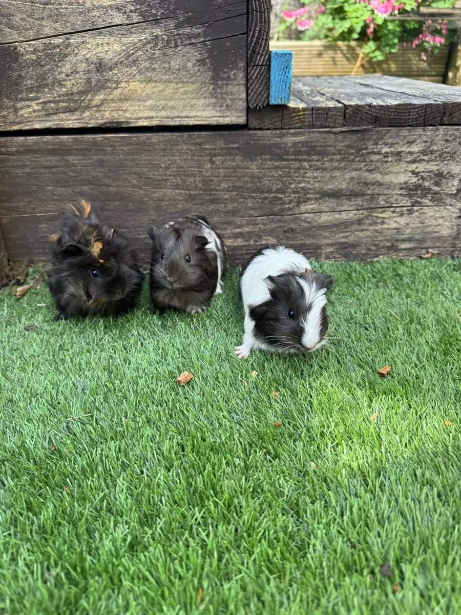 Guinea pigs - Image 3