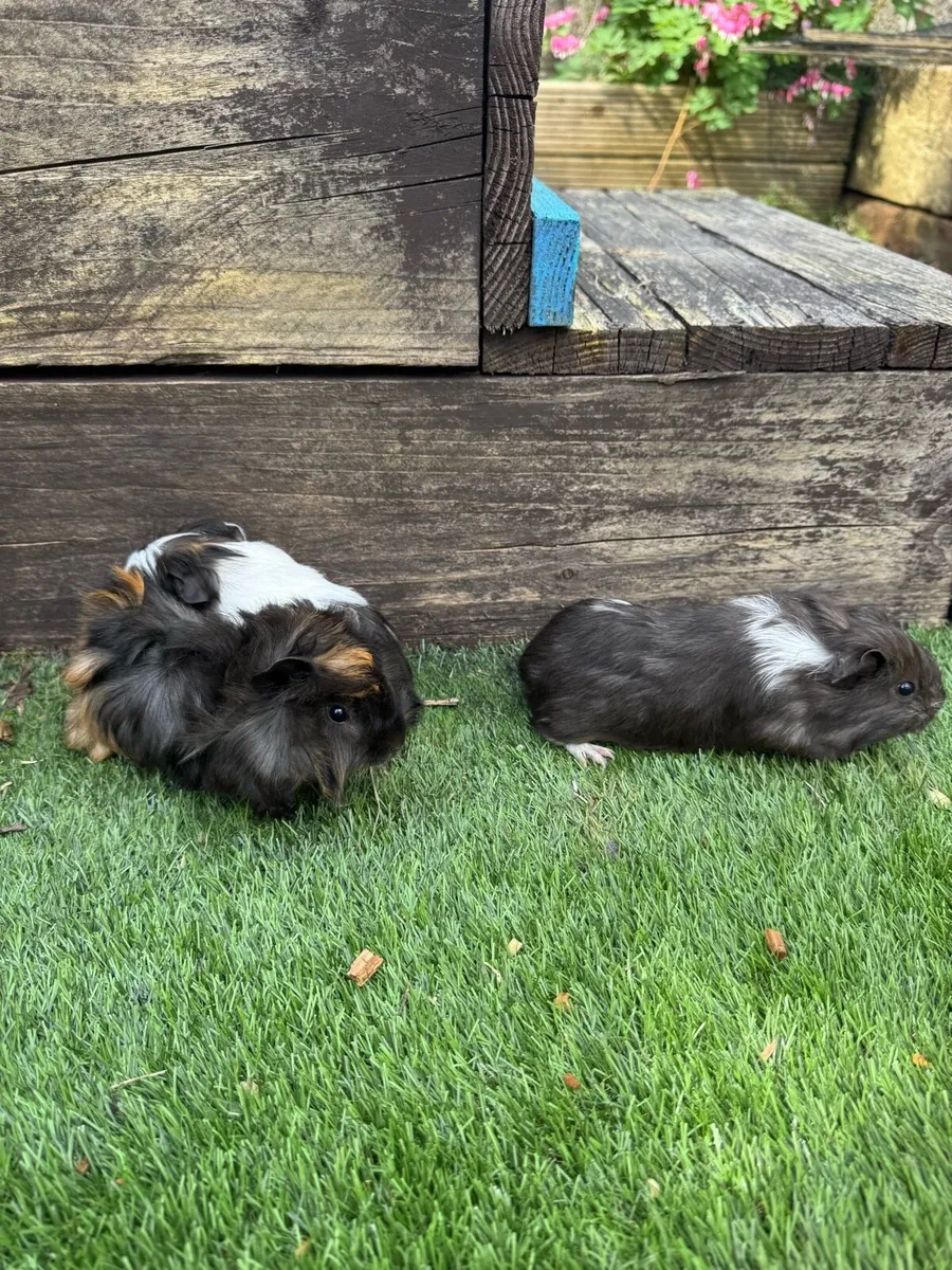 Guinea pigs - Image 4