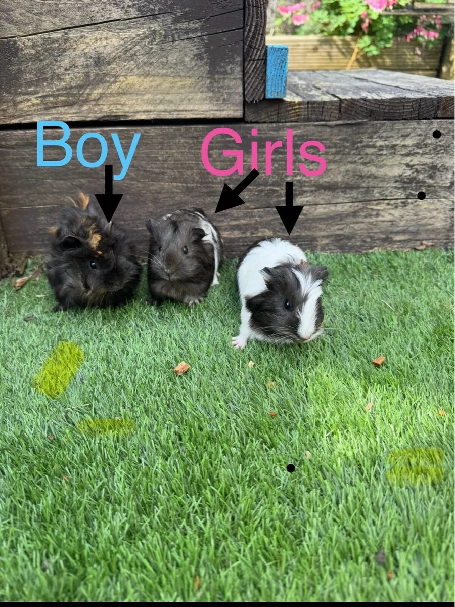 Guinea pigs - Image 1