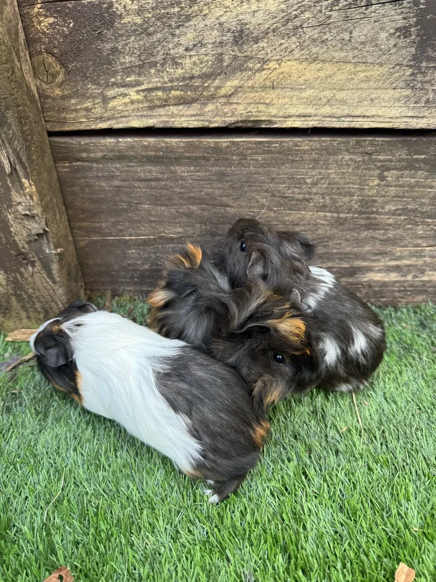 Guinea pigs - Image 2