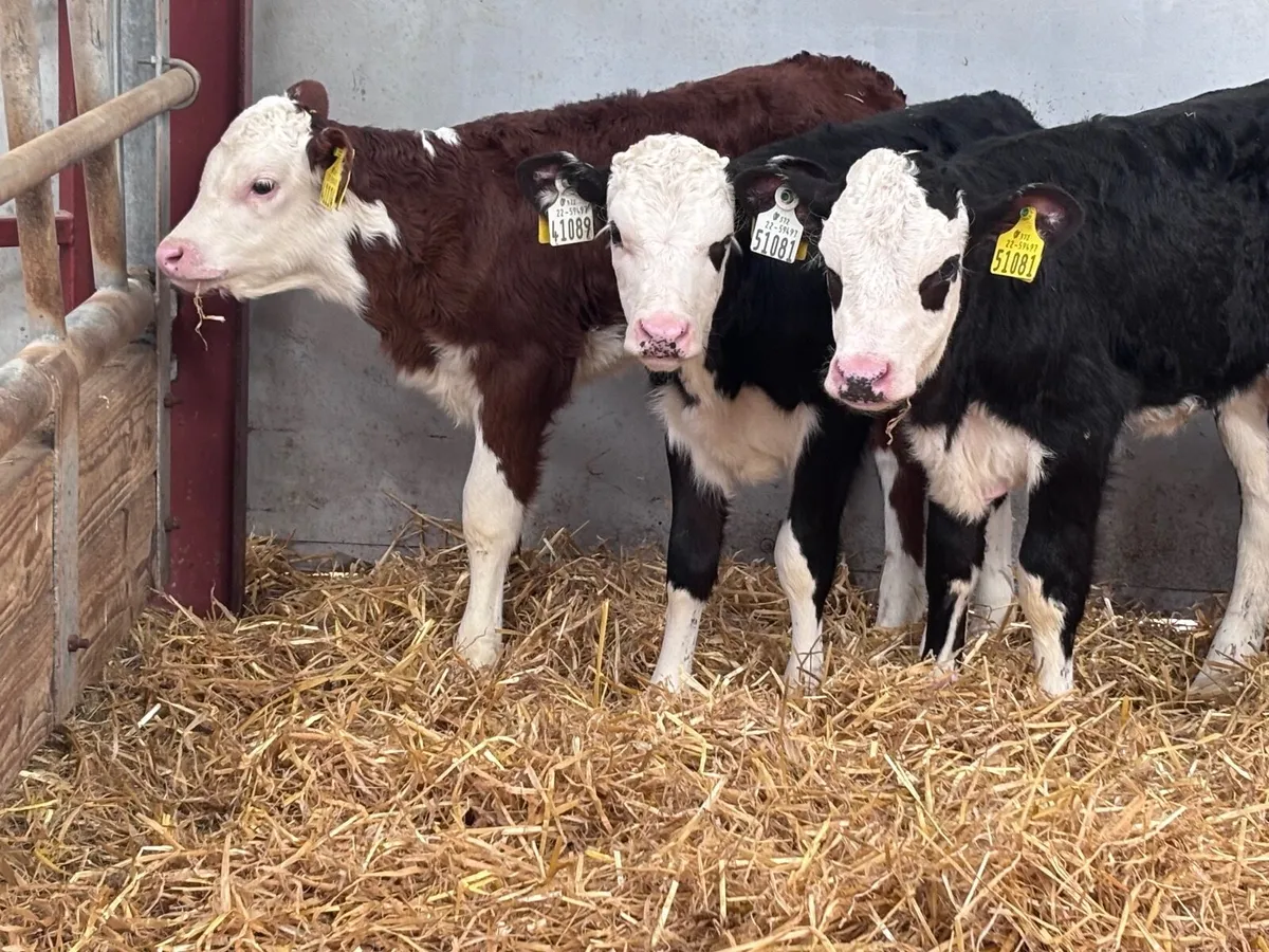 12 Hereford & Angus calves for sale - Image 1