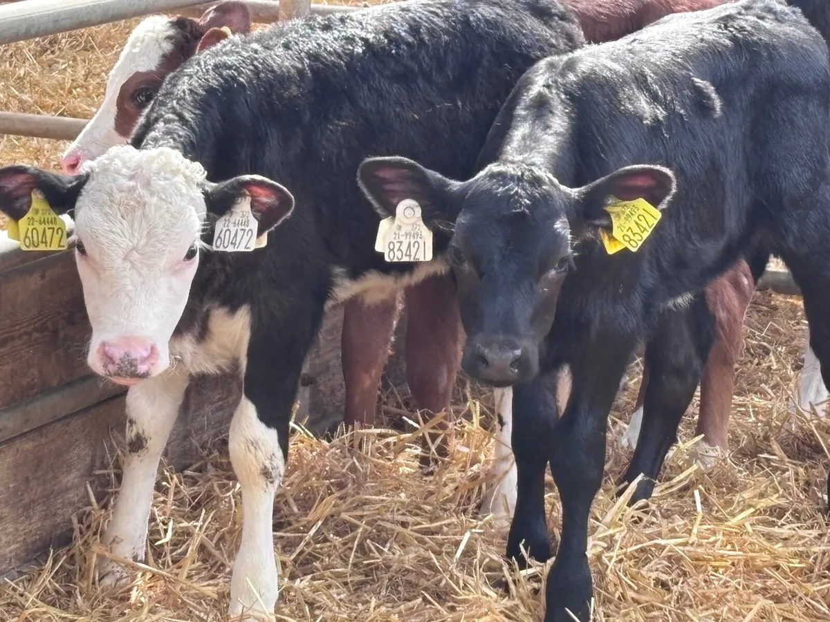 12 Hereford & Angus calves for sale - Image 2