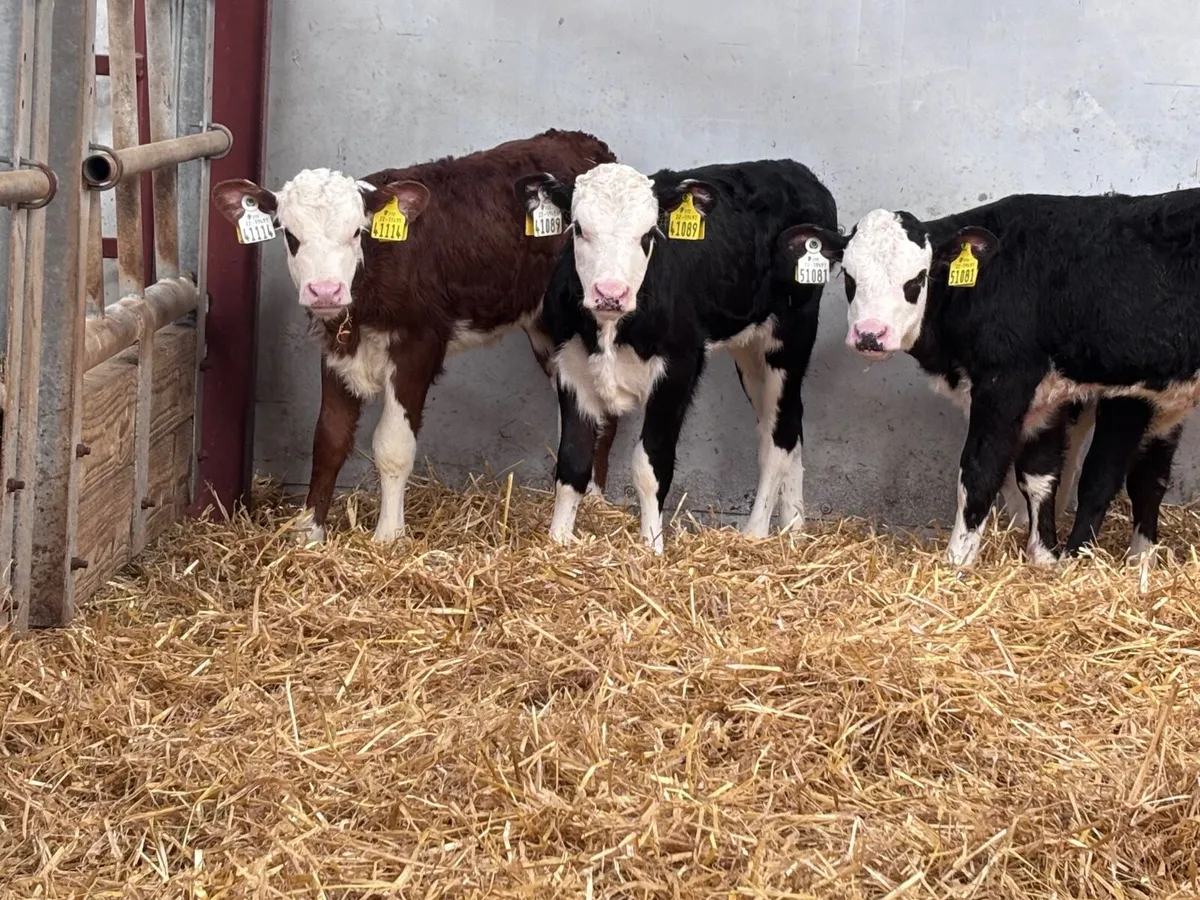 12 Hereford & Angus calves for sale - Image 3