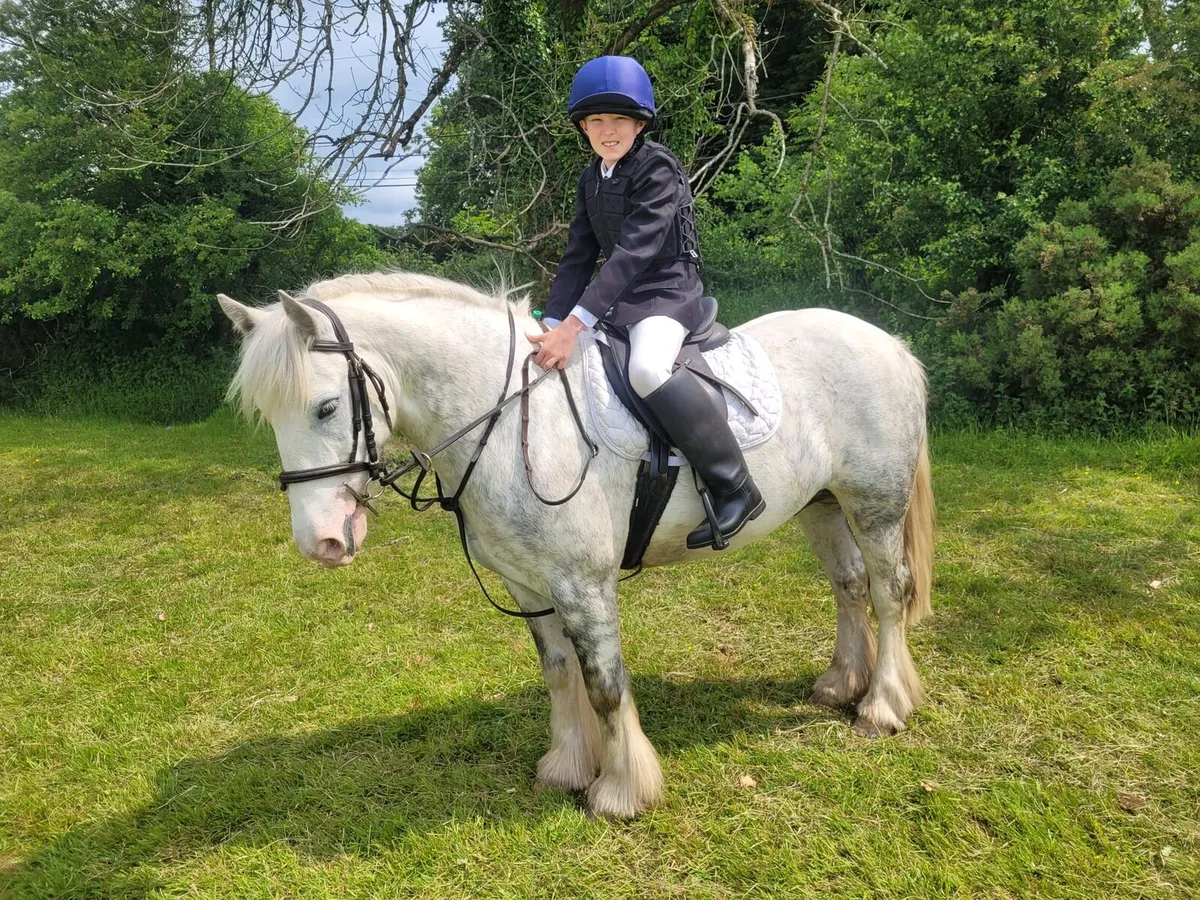 Family Pony - Image 1