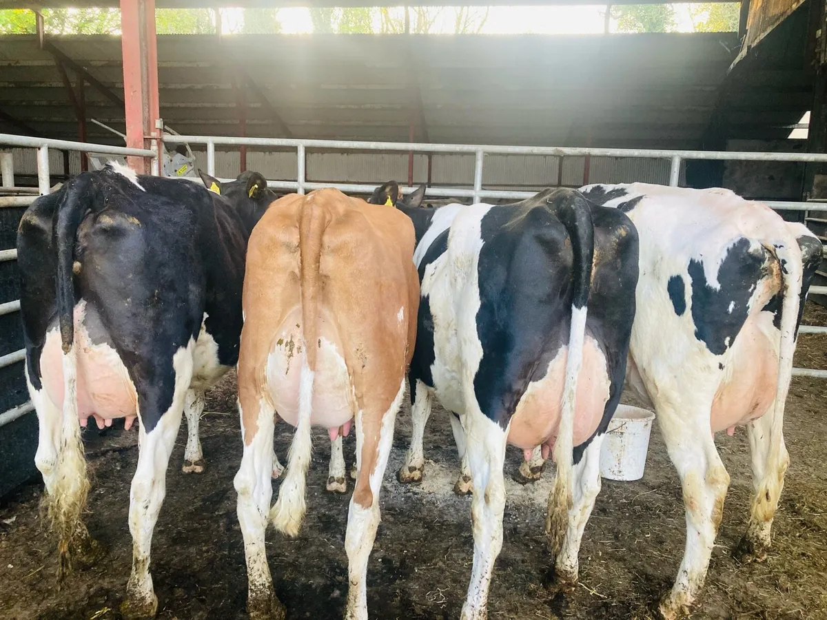 Special Entry Omagh Mart Mon 27th April - Image 1