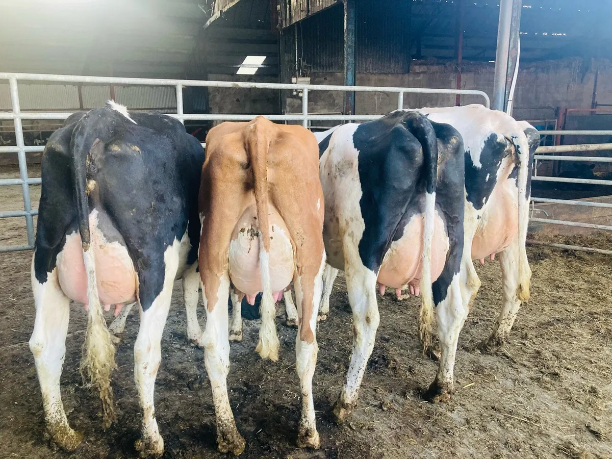 Special Entry Omagh Mart Mon 27th April - Image 2