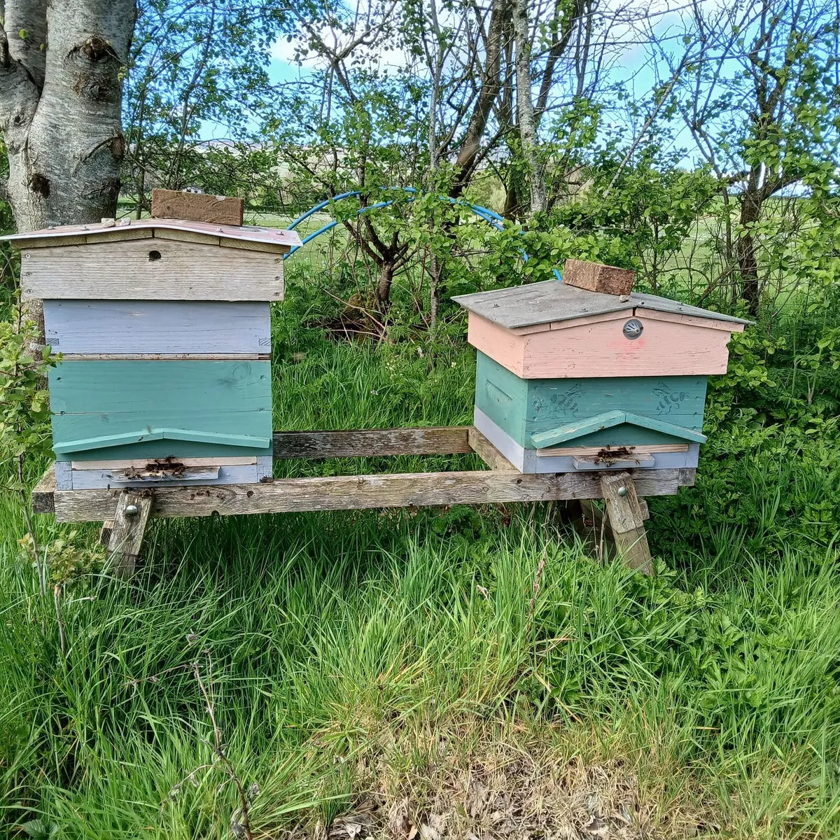 Bee hive complete with bees. - Image 1