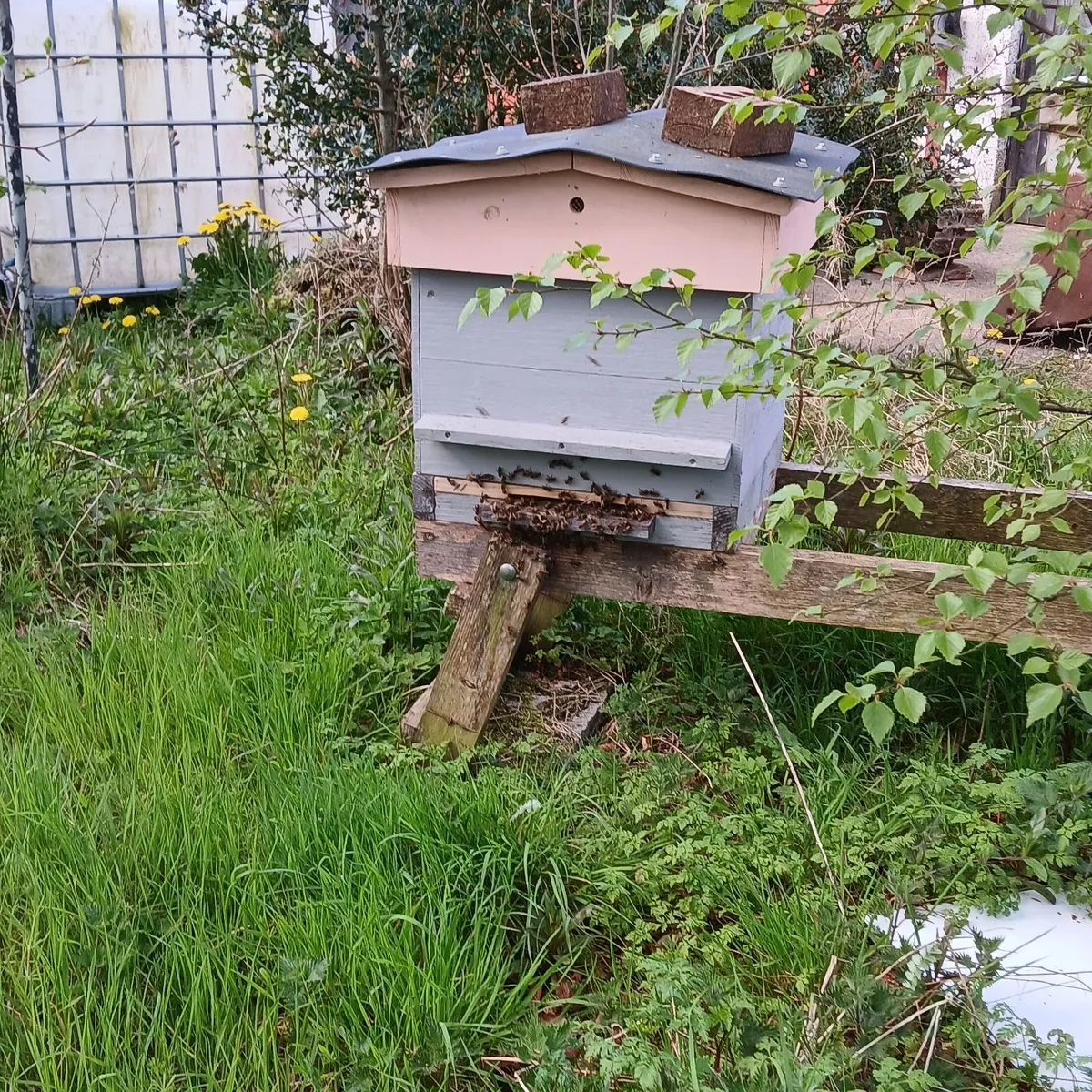 Bee hive complete with bees. - Image 3