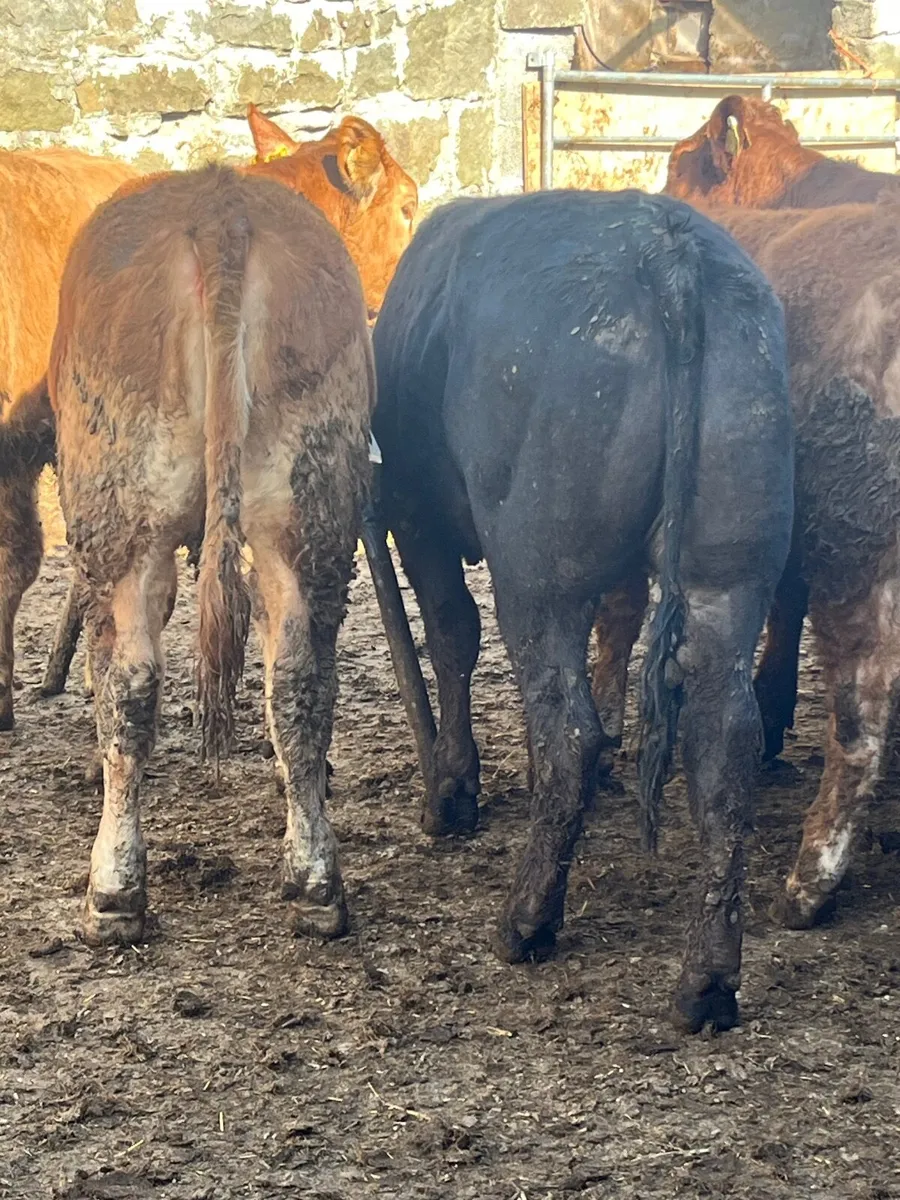 18 super heifer weanlings - Image 1
