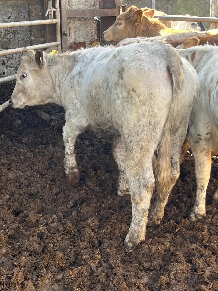 18 super heifer weanlings - Image 2