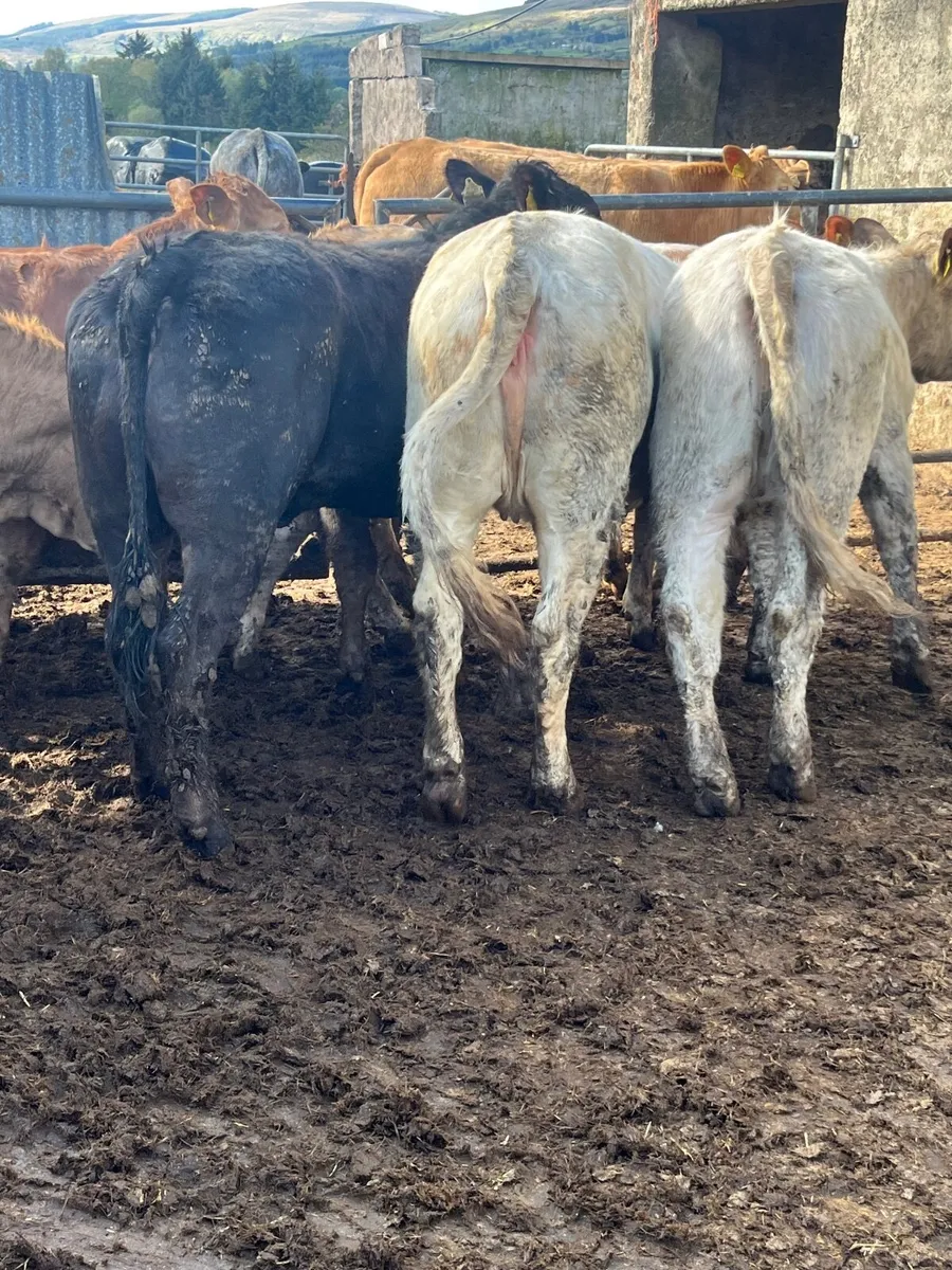 18 super heifer weanlings - Image 3