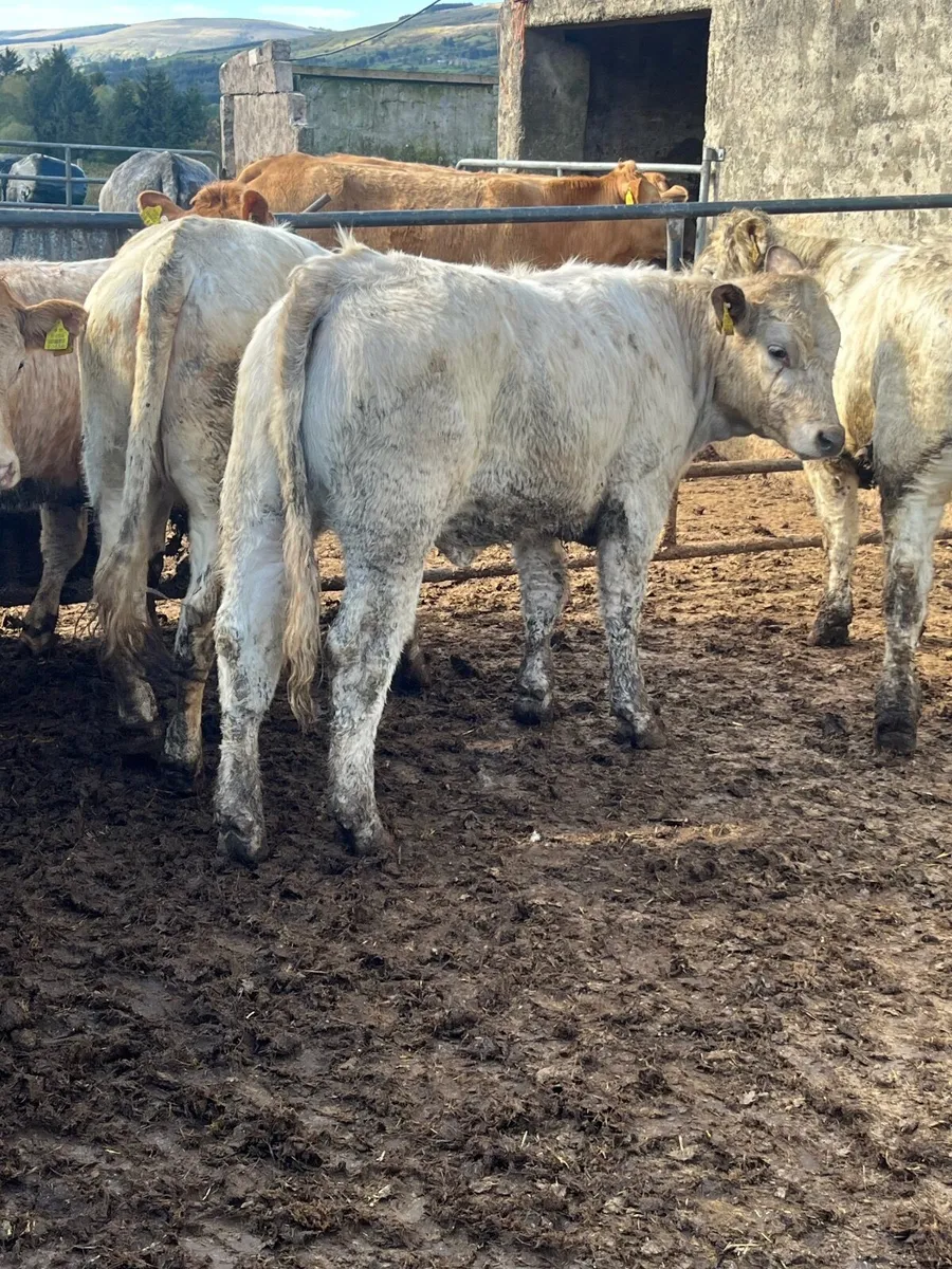 18 super heifer weanlings - Image 4