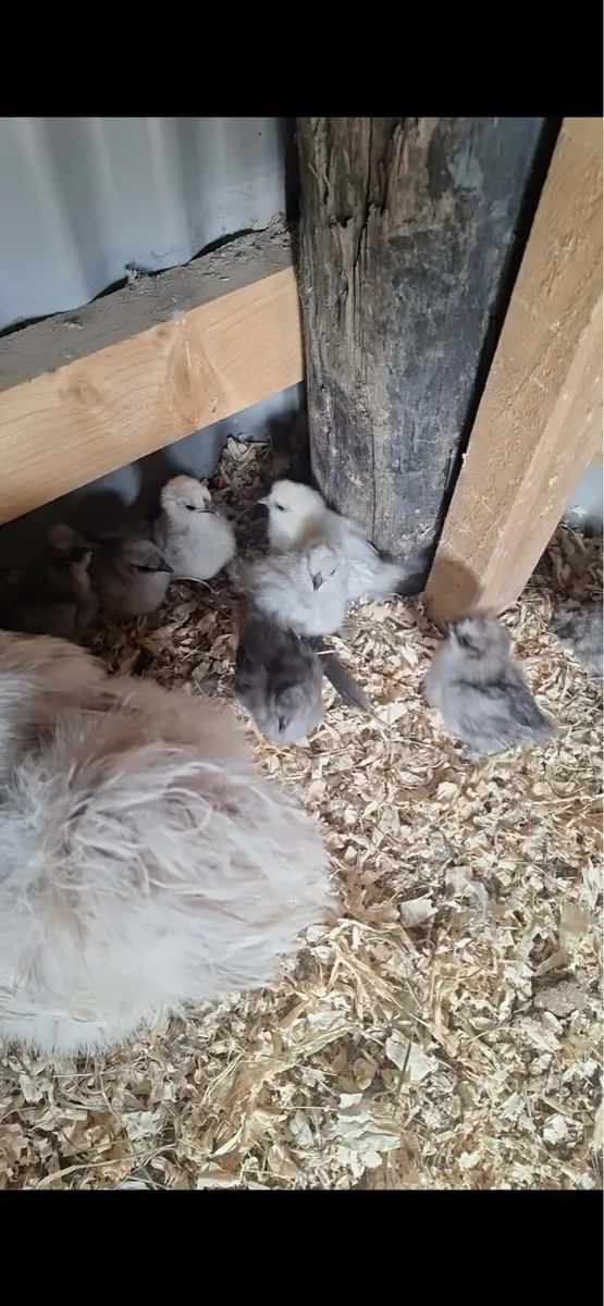 Silkie chicks - Image 1