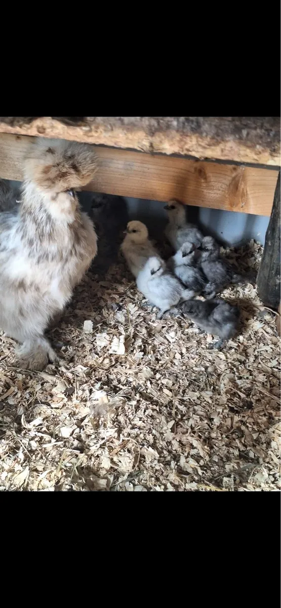 Silkie chicks - Image 2