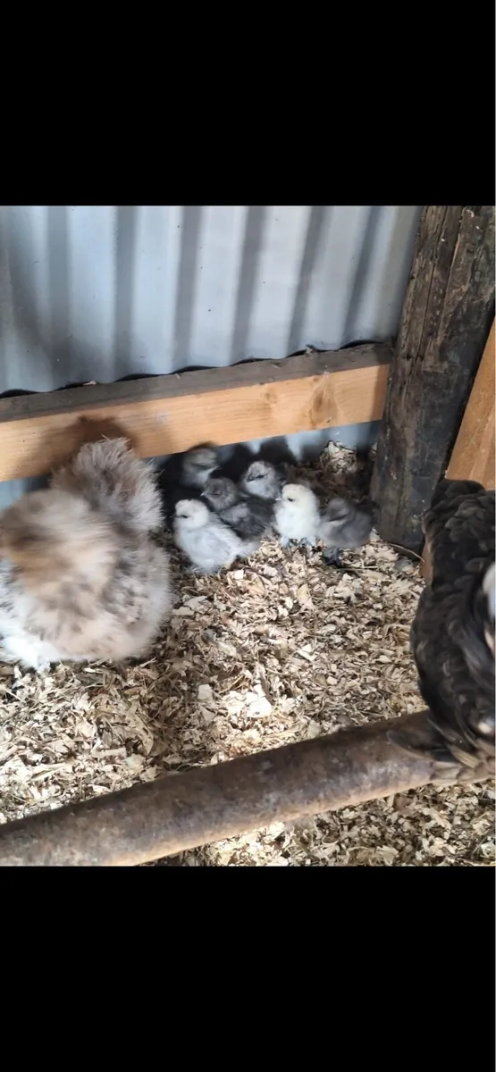 Silkie chicks - Image 3