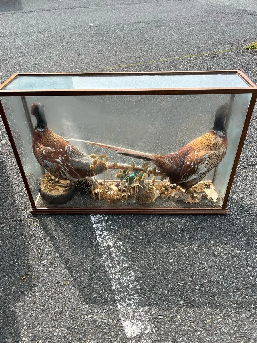 Taxidermy. - Image 1