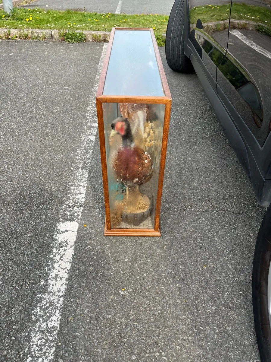 Taxidermy. - Image 2