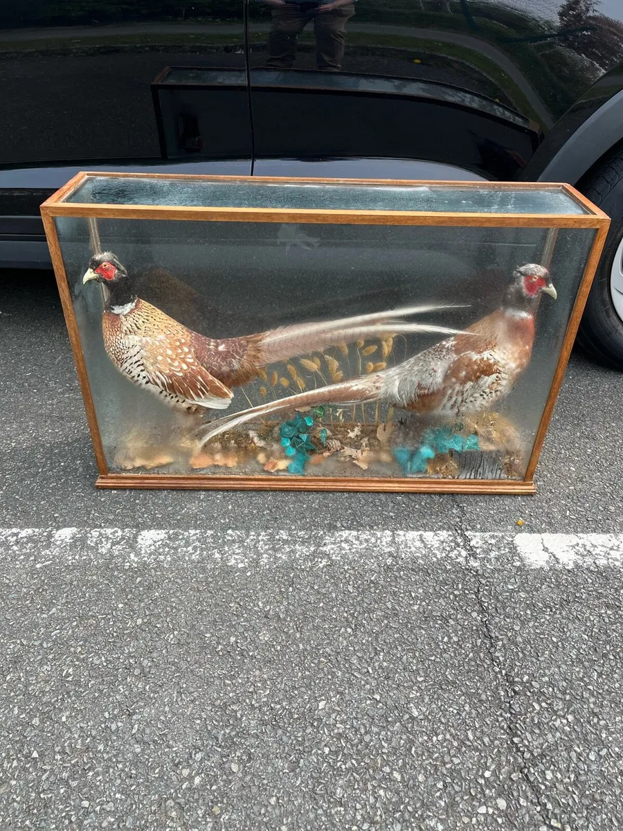 Taxidermy. - Image 3