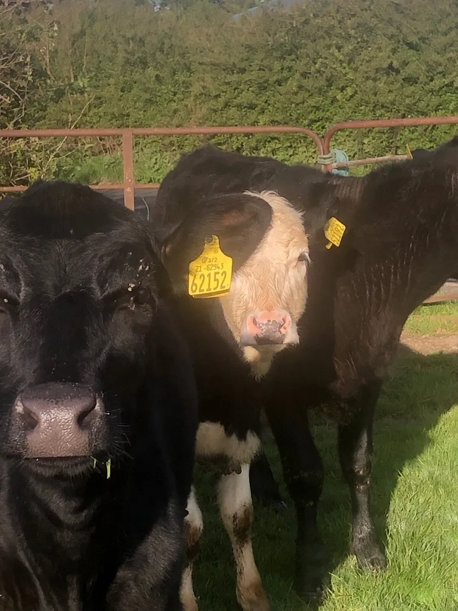 Aa and Hereford heifers - Image 4