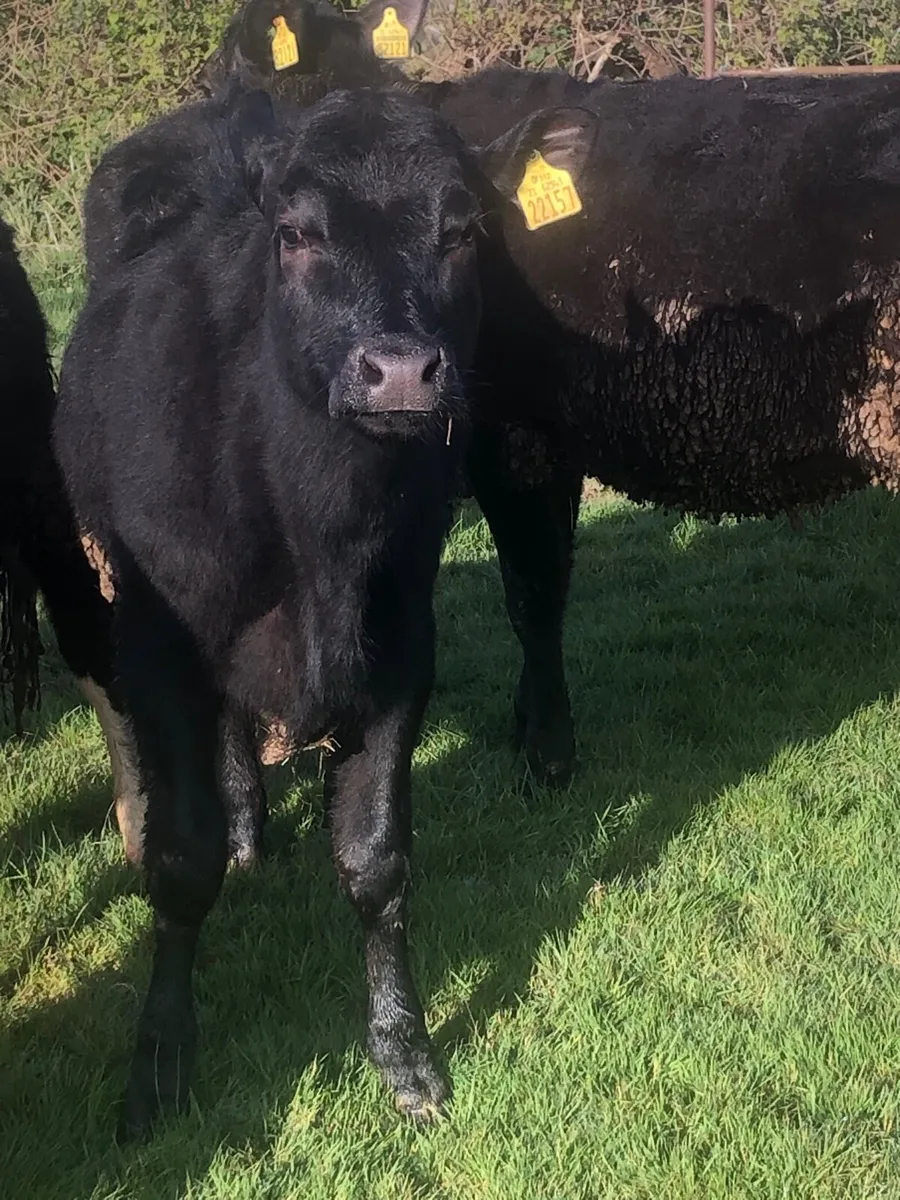 Aa and Hereford heifers - Image 1